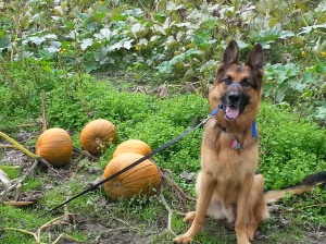Happy dog in pumpkin patch at Jones Creek Farm